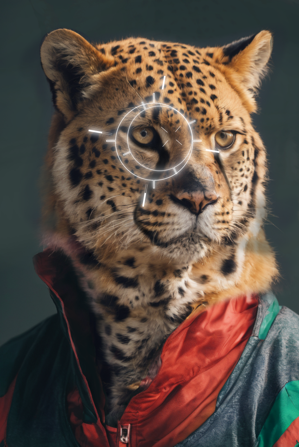 A cheetah focusing on the distance in track gear